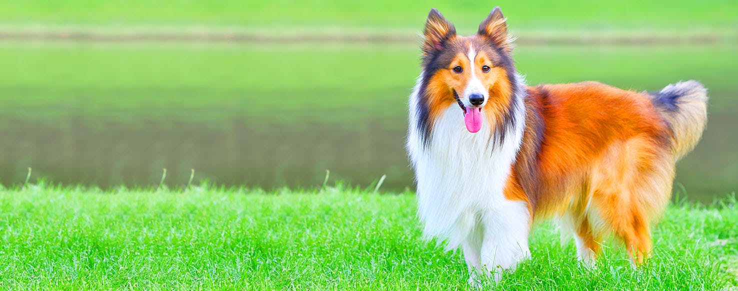 Shetland Sheepdog Dog Names Popular Male and Female Names Wag!